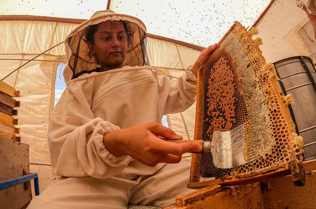 Şanlıurfa'da bin ton bal hasat edildi