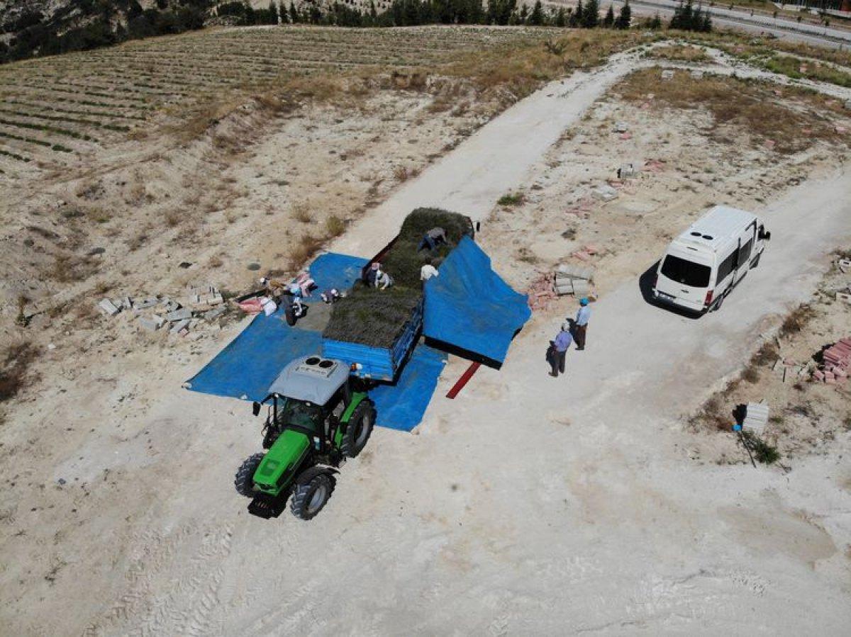 Isparta ve Burdur'da lavanta hasadı başladı