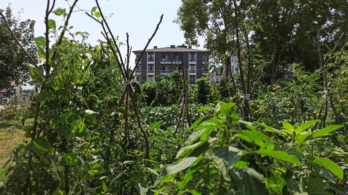 Milyonluk binaların arasına hobi bahçesi kurdu