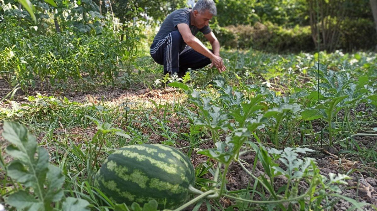 Milyonluk binaların arasına hobi bahçesi kurdu