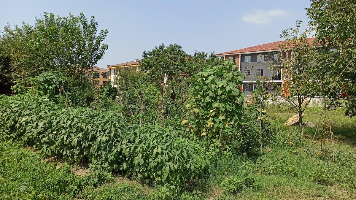 Milyonluk binaların arasına hobi bahçesi kurdu