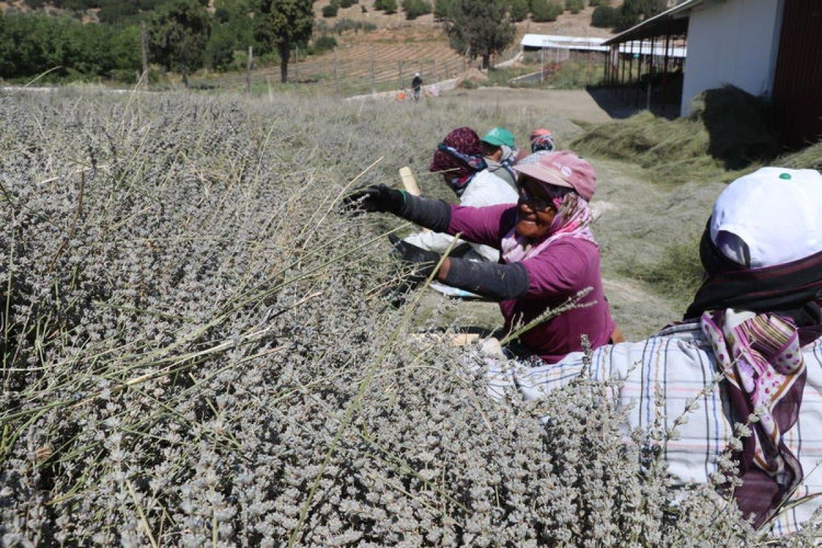 Isparta ve Burdur'da lavanta hasadı başladı