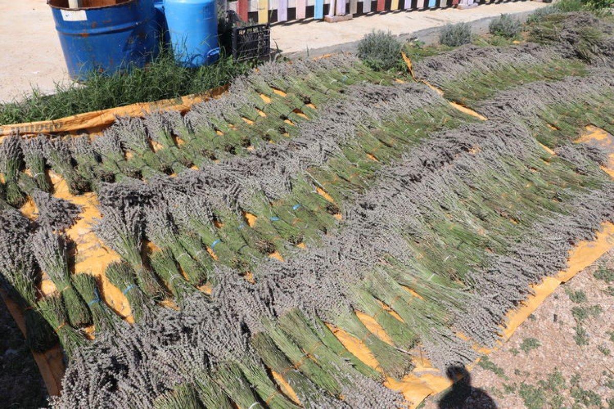 Isparta ve Burdur'da lavanta hasadı başladı