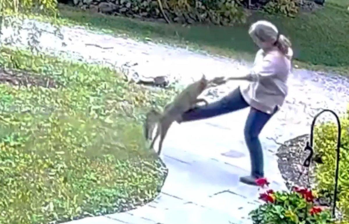 ABD'de kuduz tilkinin kadına saldırma anları kamerada
