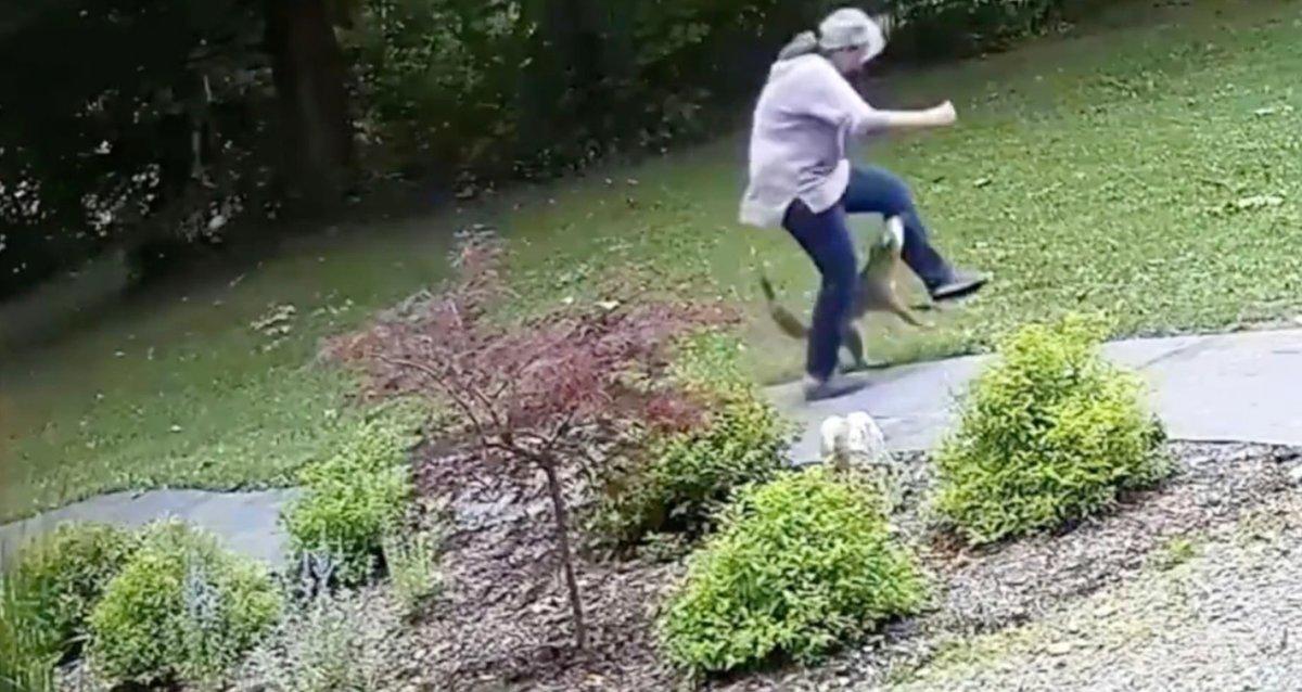 ABD'de kuduz tilkinin kadına saldırma anları kamerada