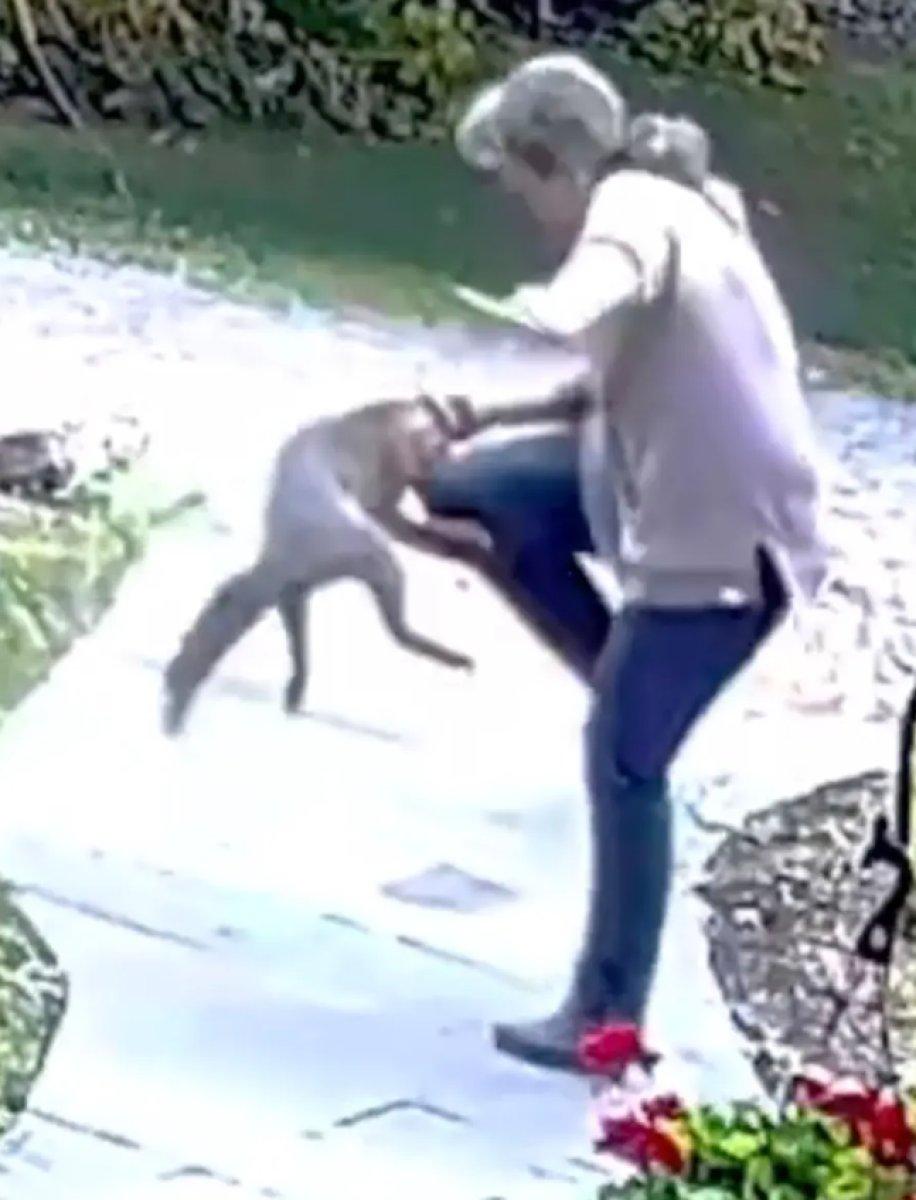 ABD'de kuduz tilkinin kadına saldırma anları kamerada