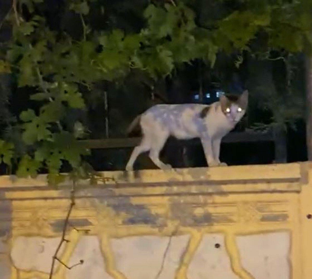 Diyarbakır'da, otobüste kedi dolu çuvalla yolculuk yapan kadına tepki