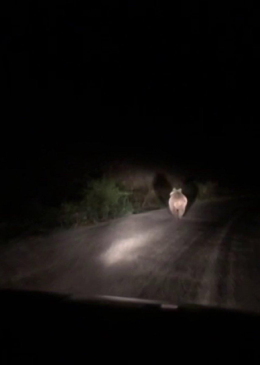 Sivas'ta iki arkadaş, önlerine çıkan ayıyı araçla kovaladı