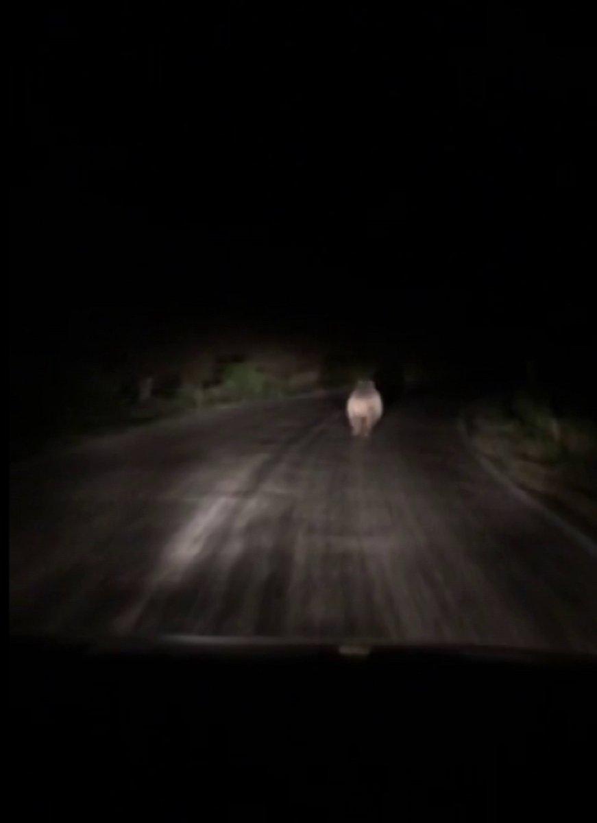 Sivas'ta iki arkadaş, önlerine çıkan ayıyı araçla kovaladı