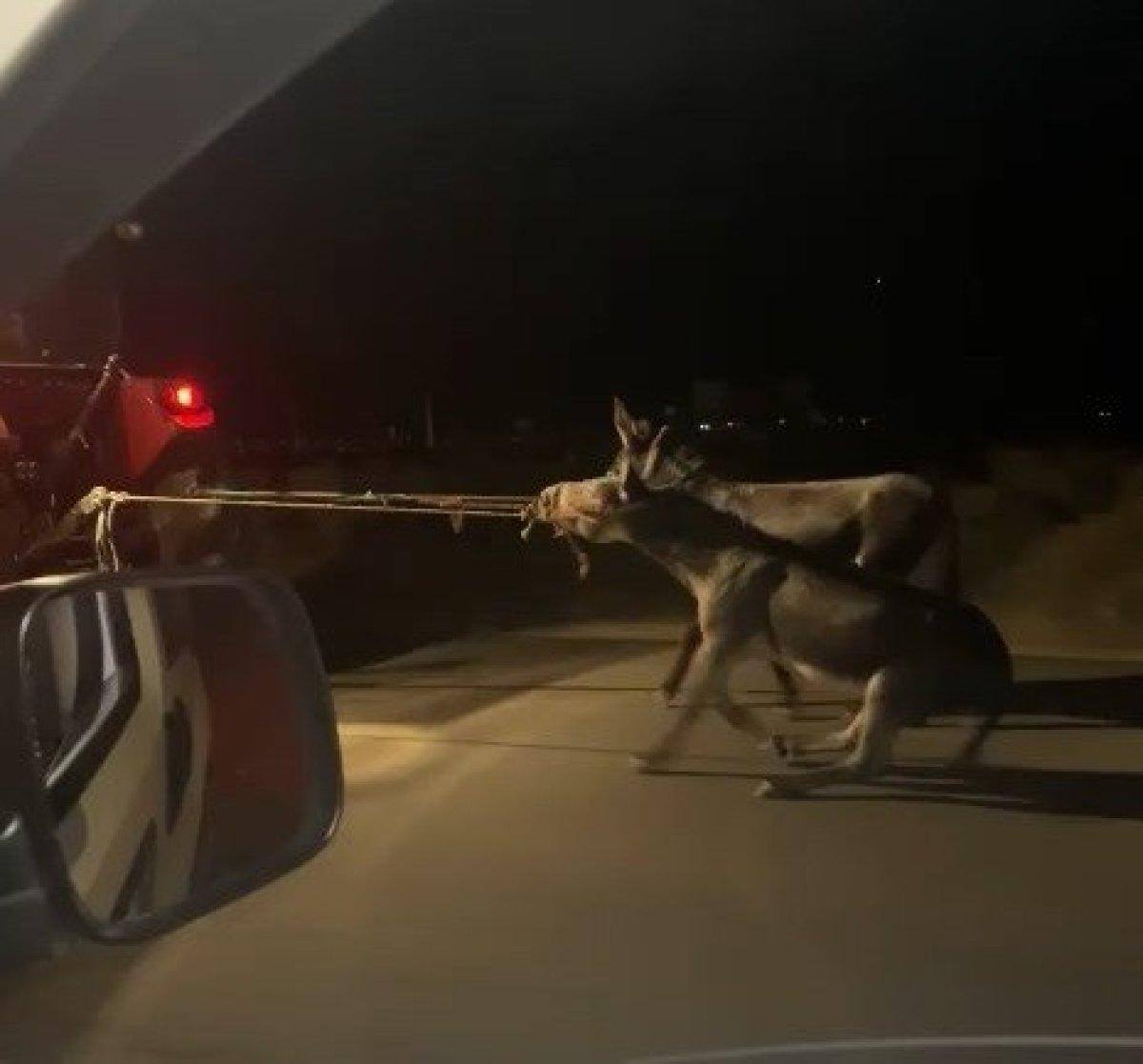 Elazığ'da 2 eşeğin araca bağlanarak sürüklendiği anlar