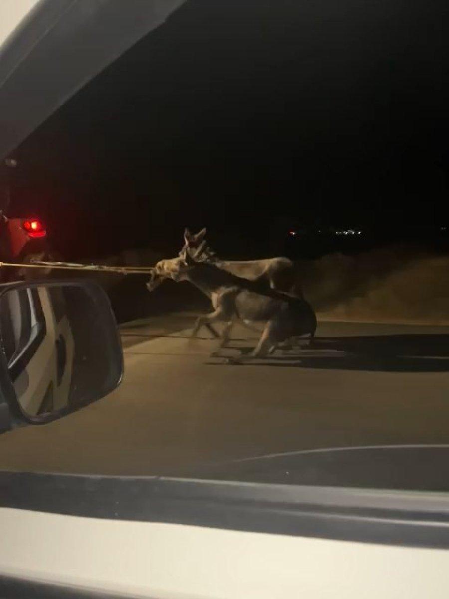 Elazığ'da 2 eşeğin araca bağlanarak sürüklendiği anlar