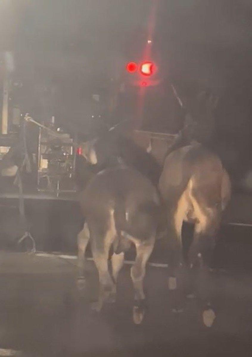 Elazığ'da 2 eşeğin araca bağlanarak sürüklendiği anlar