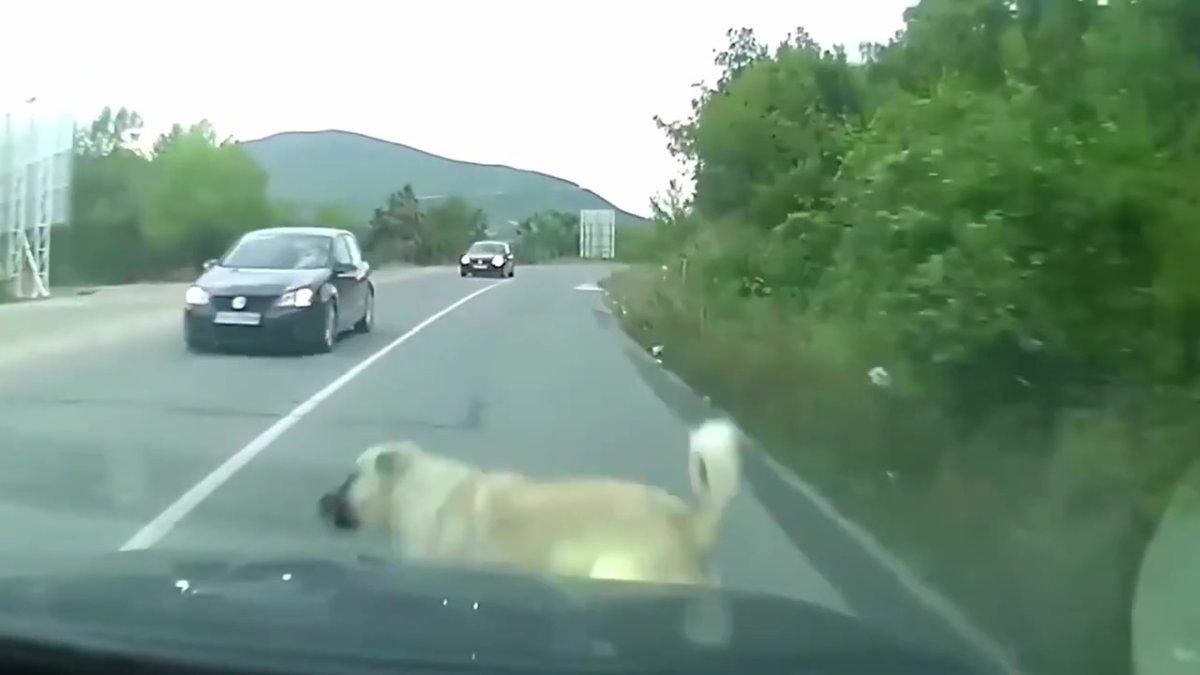 Nilüfer Belediyesi'nden başıboş köpeklere yönelik paylaşım