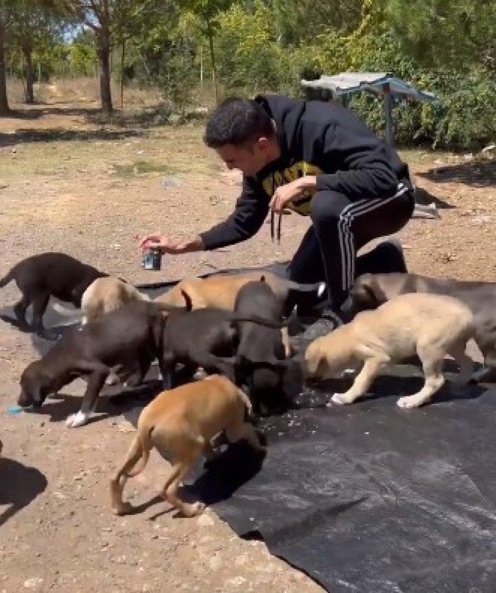 CZN Burak, sokak köpeklerini besledi
