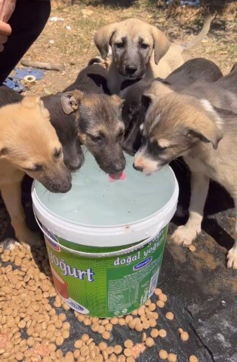 CZN Burak, sokak köpeklerini besledi