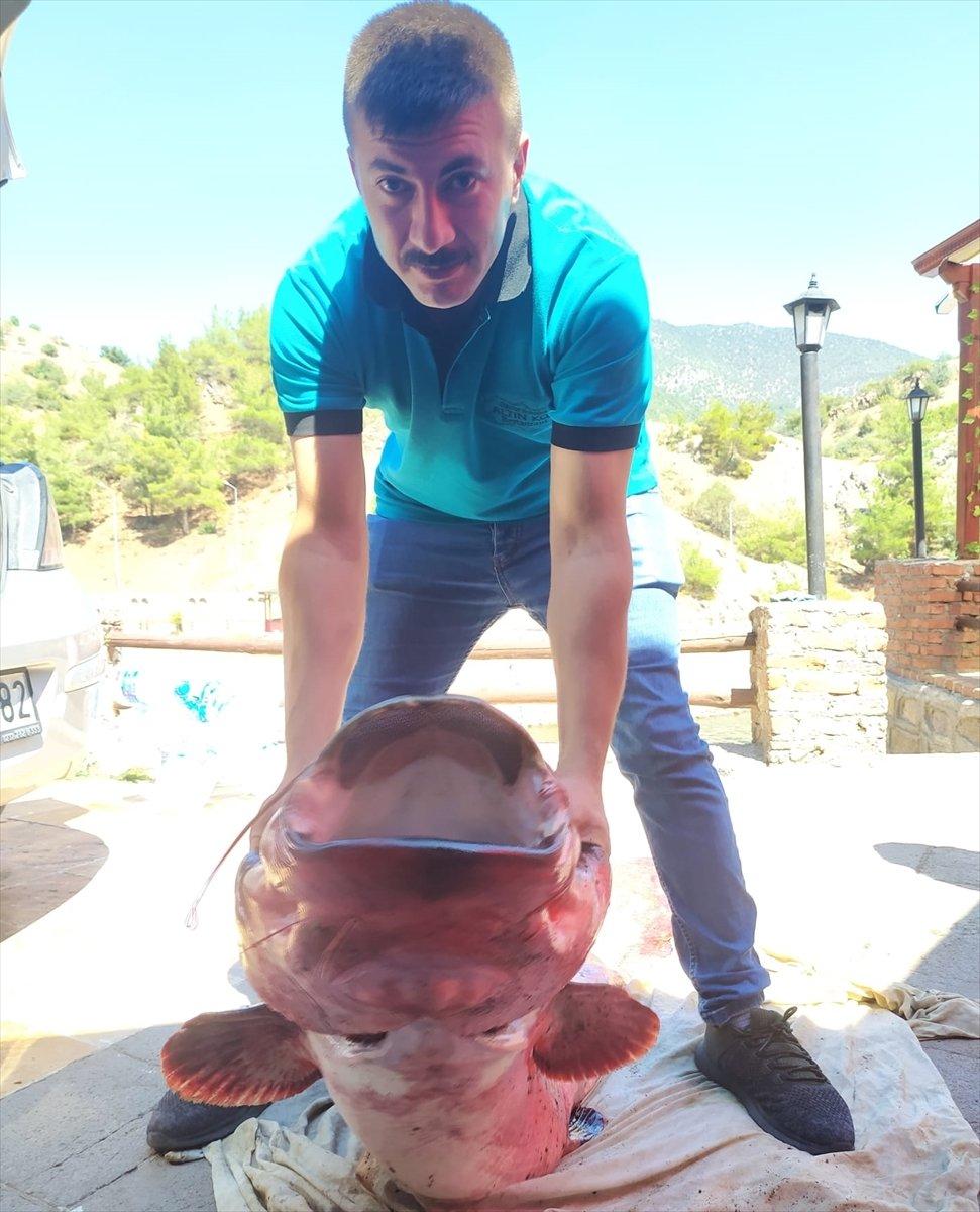 Çorum'da 50 kiloluk yayın balığı yakalandı