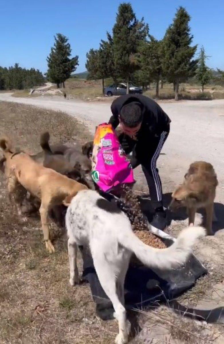 CZN Burak, sokak köpeklerini besledi