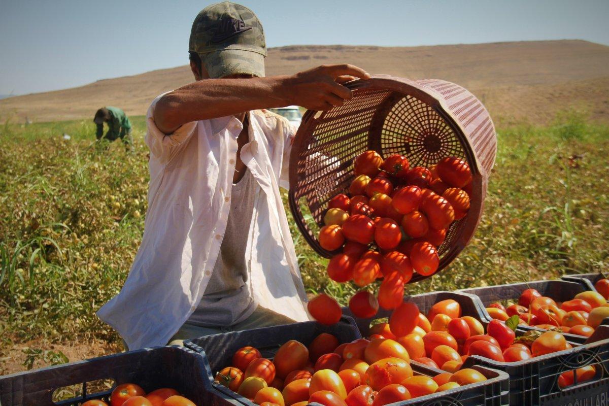 Tarlada 2,5 lira olan domates, markette 13 lira