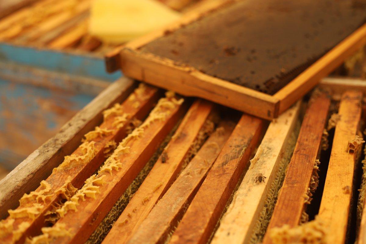 Süphan Dağı'nın eteklerinde bal hasadı başladı