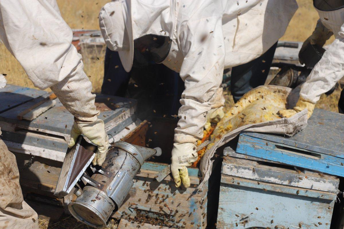 Süphan Dağı'nın eteklerinde bal hasadı başladı