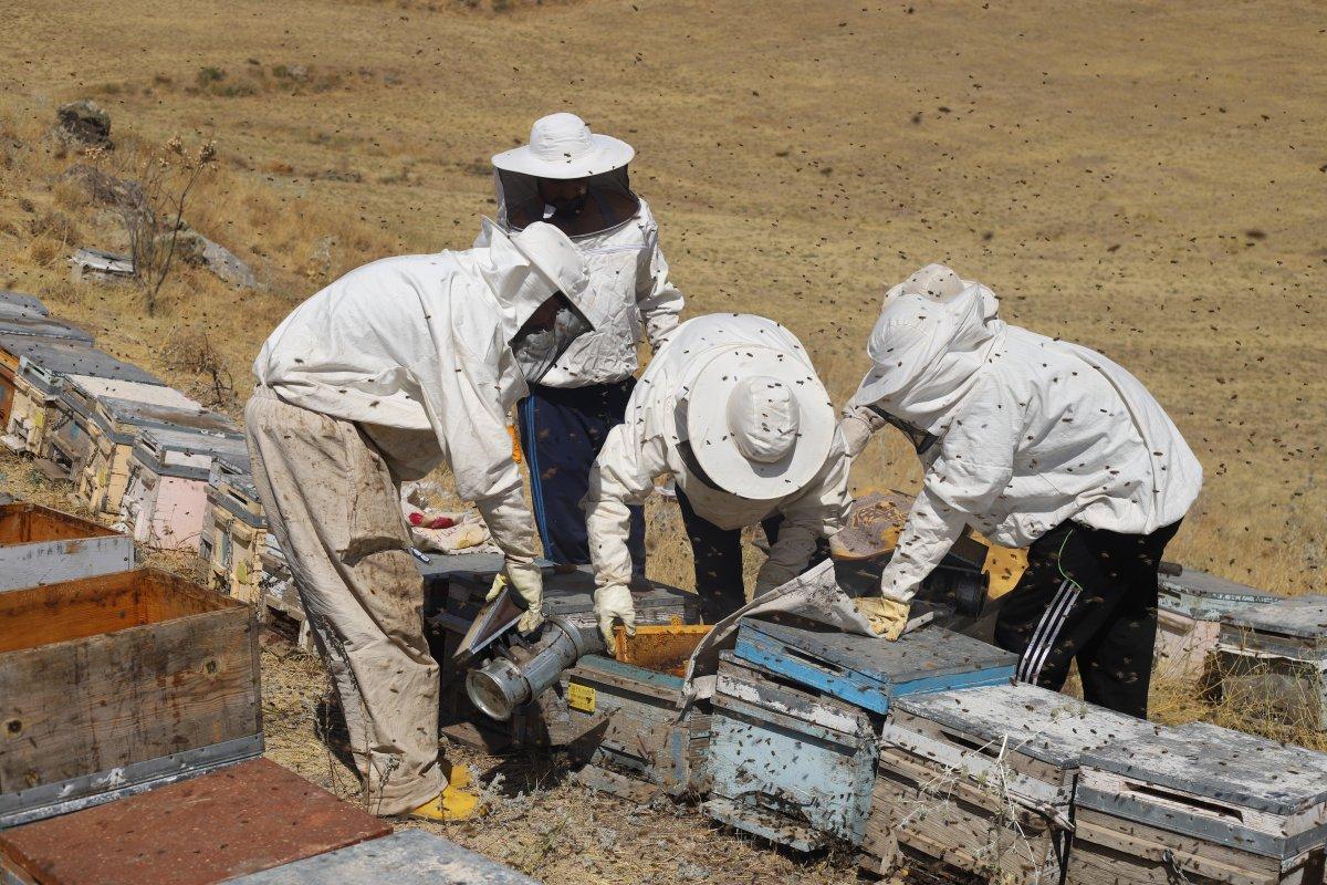 Süphan Dağı'nın eteklerinde bal hasadı başladı