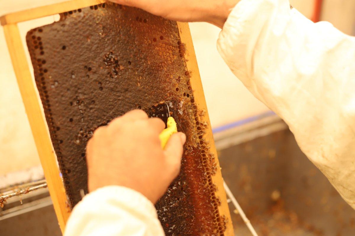 Süphan Dağı'nın eteklerinde bal hasadı başladı