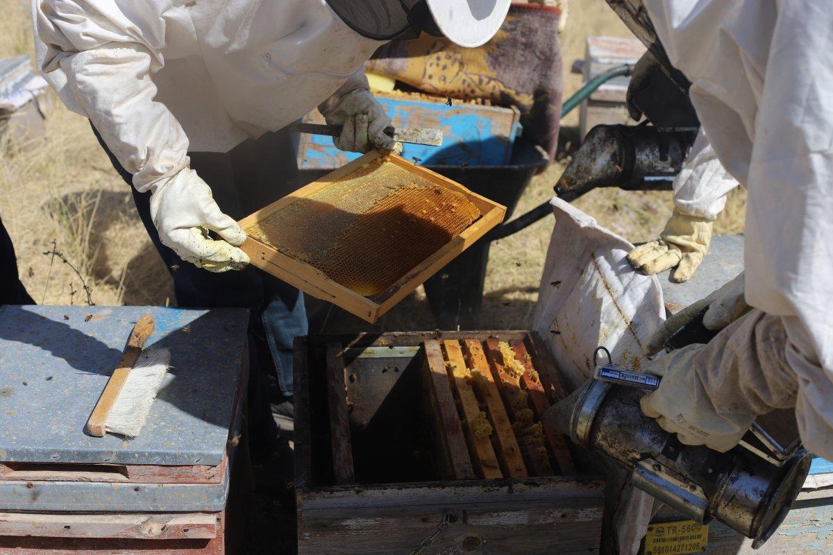 Süphan Dağı'nın eteklerinde bal hasadı başladı