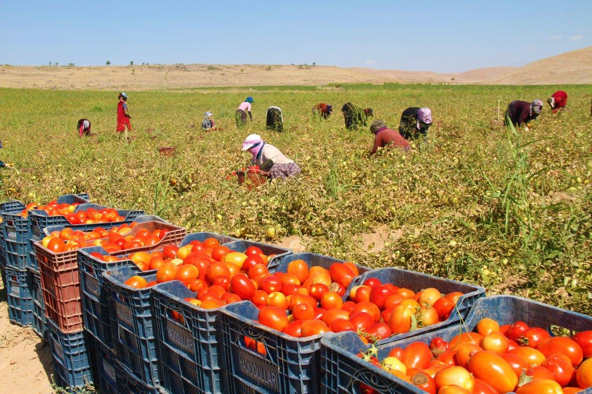 Tarlada 2,5 lira olan domates, markette 13 lira