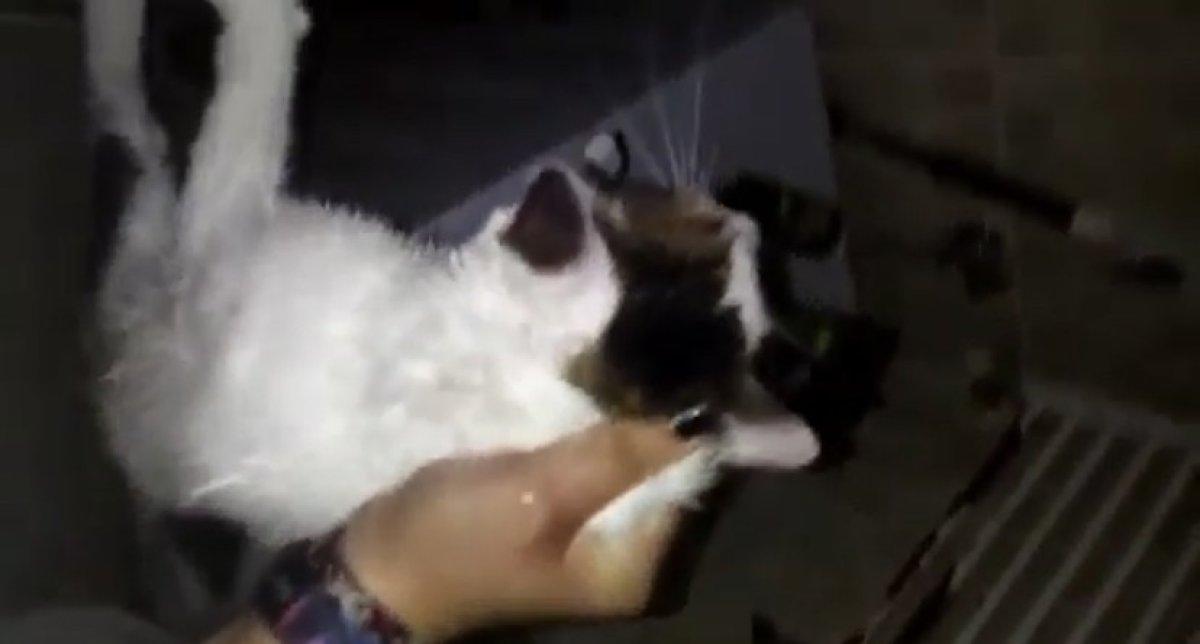 İstanbul'da kedisini boğmaya çalışıp duvara fırlattı