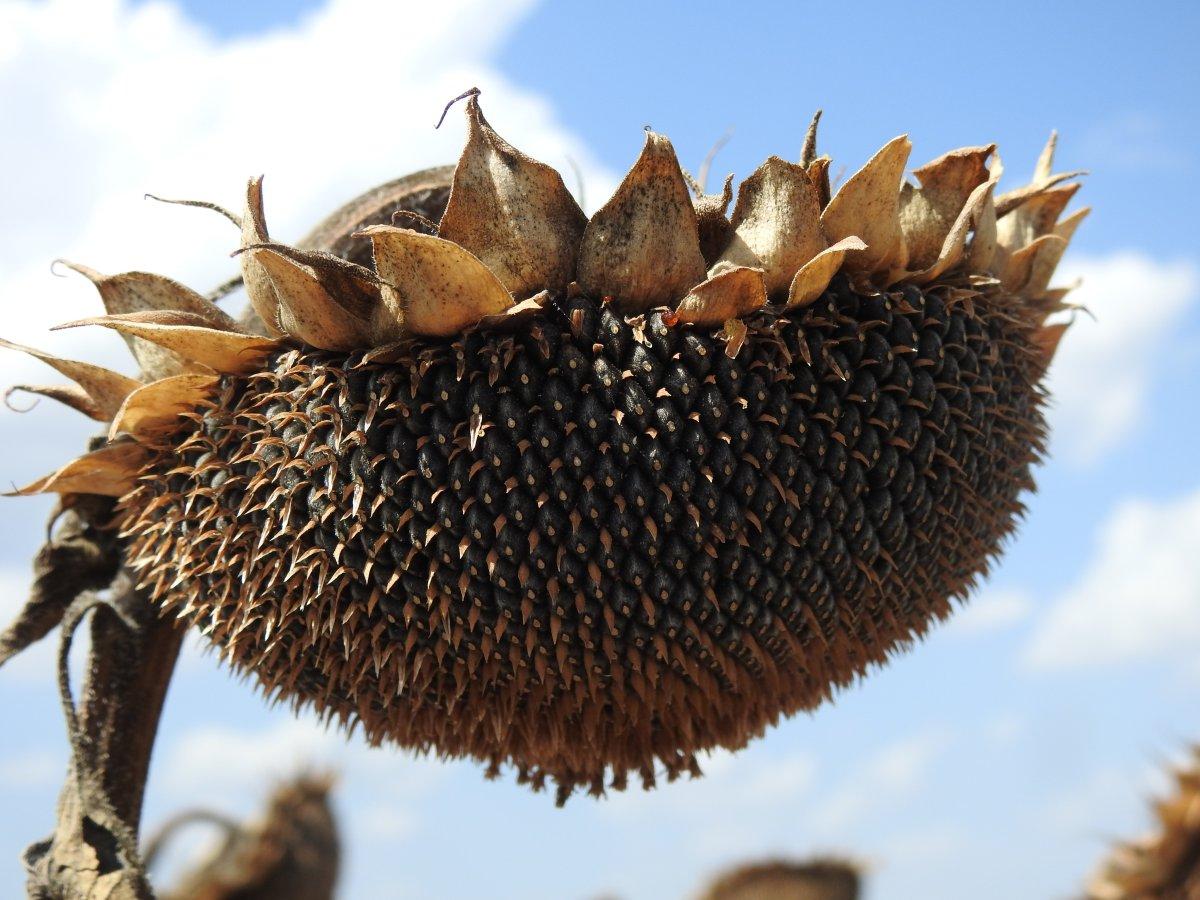 Vali Kırbıyık, biçerdövere binerek ayçiçeği hasadı yaptı