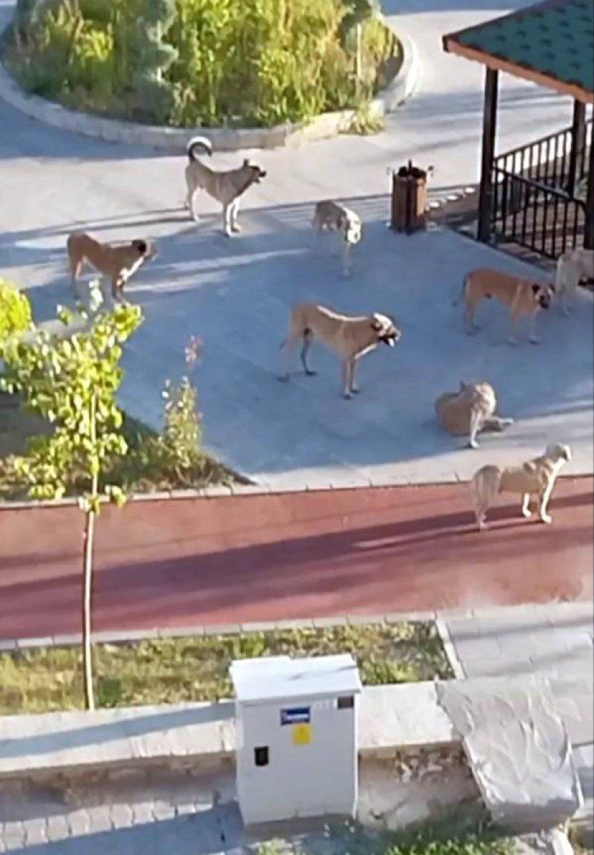 Kayseri'de başıboş köpekler vatandaşı korkutuyor