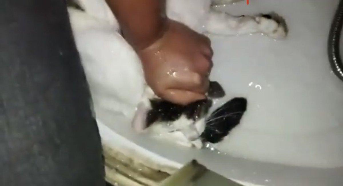 İstanbul'da kedisini boğmaya çalışıp duvara fırlattı