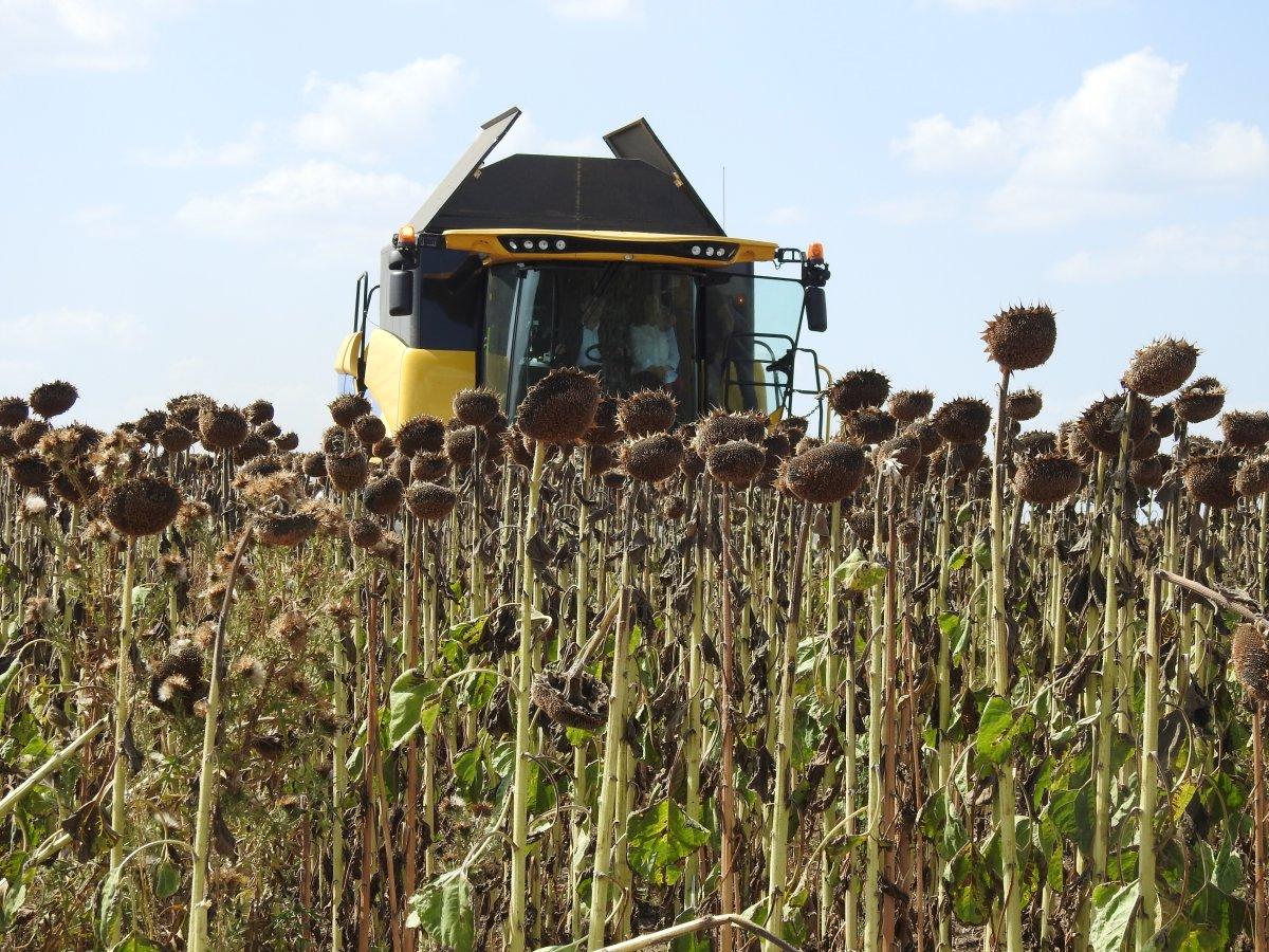 Vali Kırbıyık, biçerdövere binerek ayçiçeği hasadı yaptı