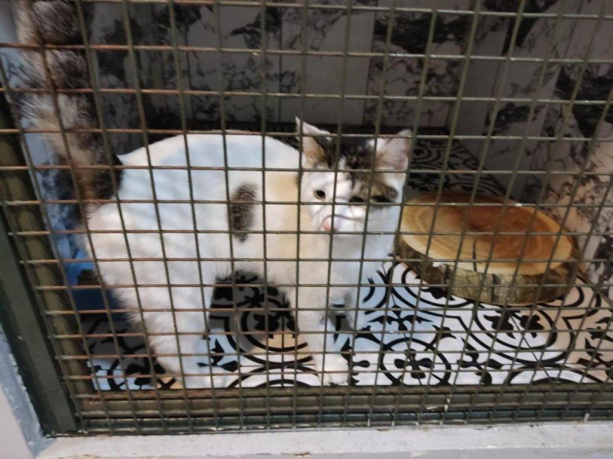 İstanbul'da kedisini boğmaya çalışıp duvara fırlattı