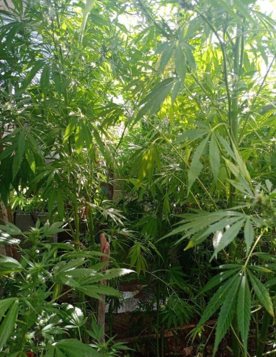 Konya’da damlama sulamayla kenevir yetiştiren şahıs tutuklandı