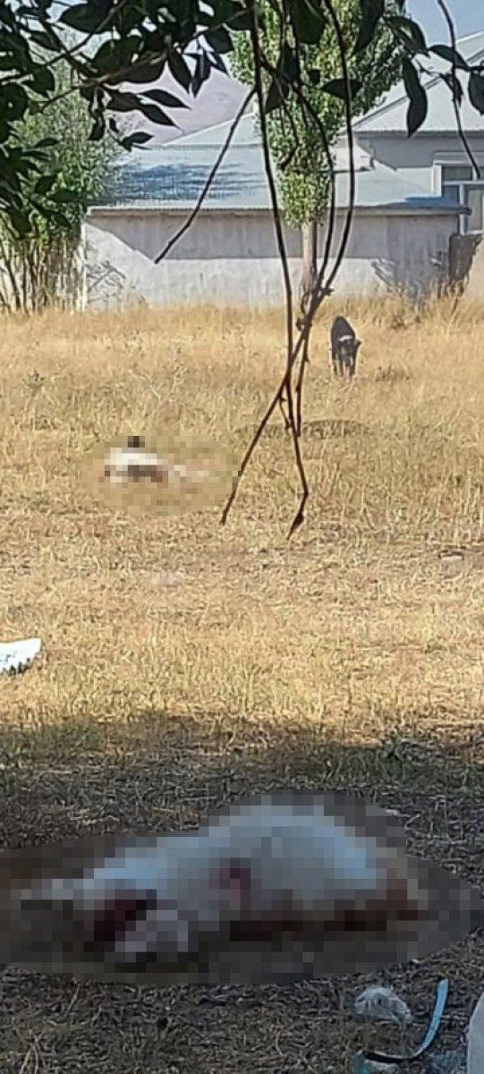 Ağrı'daki köpekler, 3 keçinin boynunu parçaladı