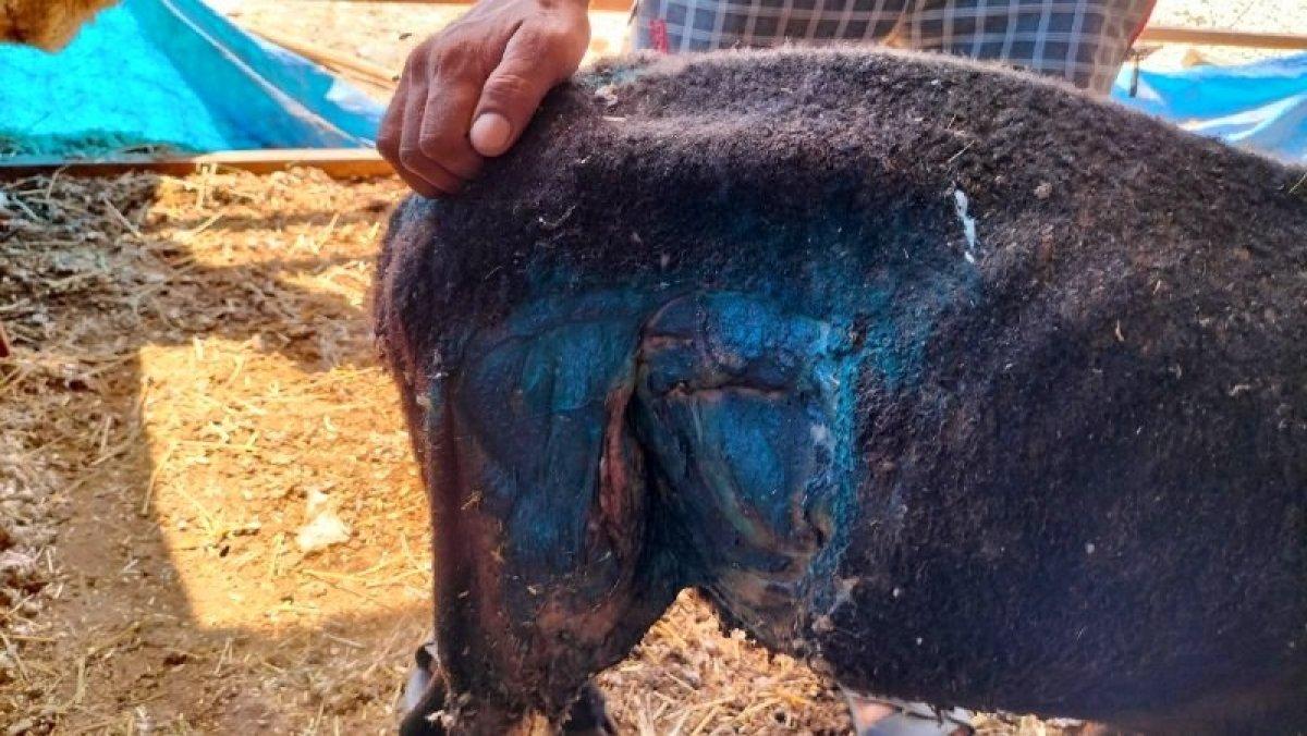 Osmaniye’de sokak köpekleri, çiftlikteki 11 koyunu telef etti