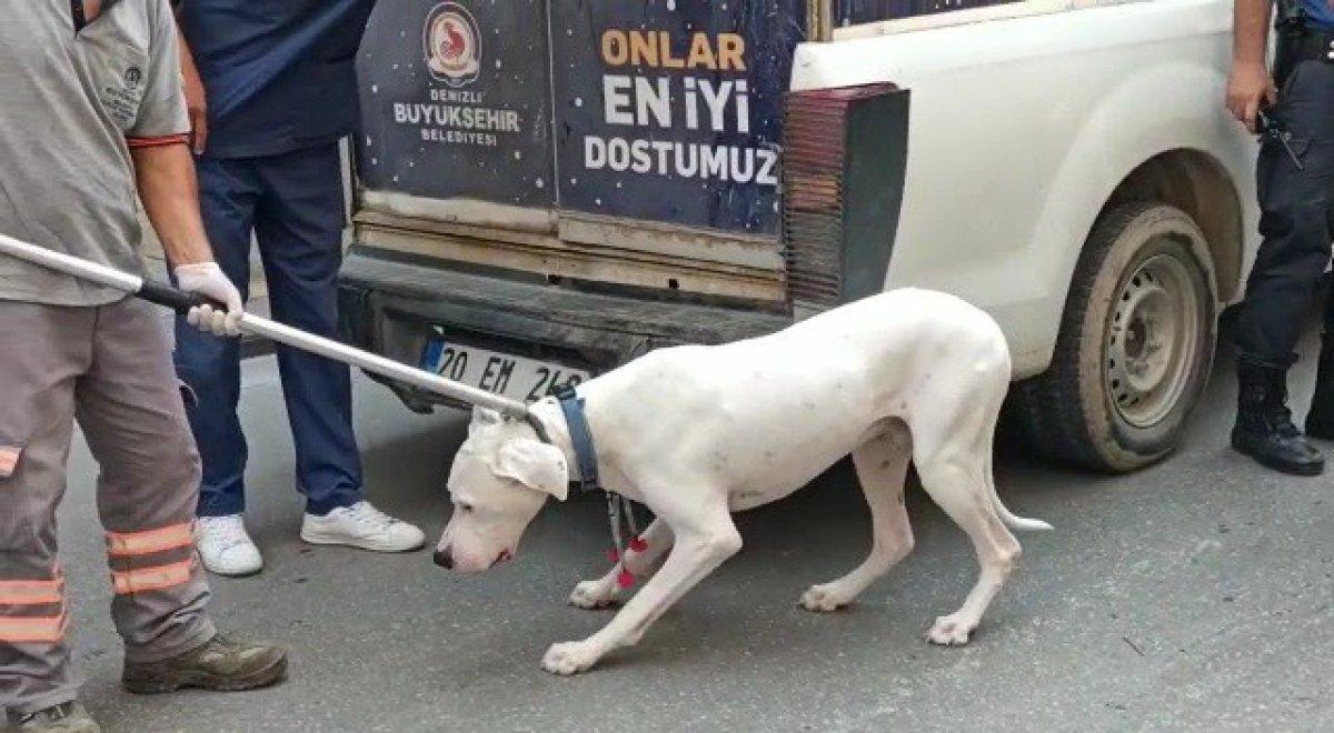 Denizli’de alkollü sürücünün engel olmadığı köpeğinin polisi ısırma anı