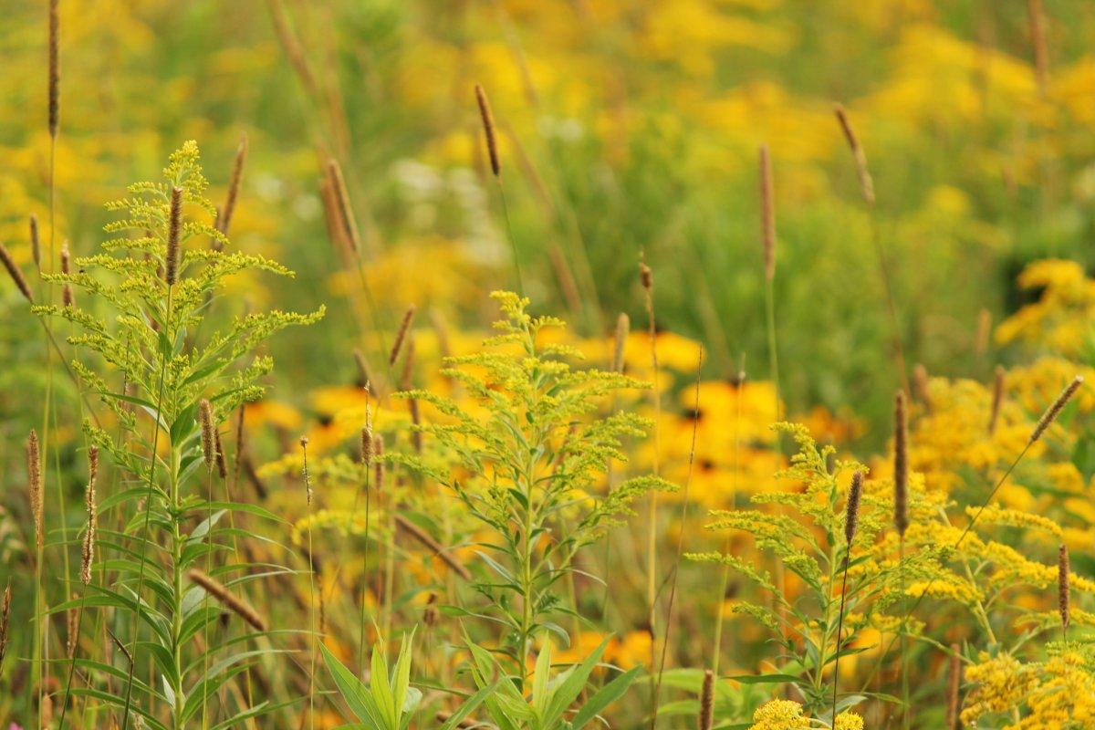 İdrar yolu enfeksiyonunu tedavi eden 10 doğal ilaç