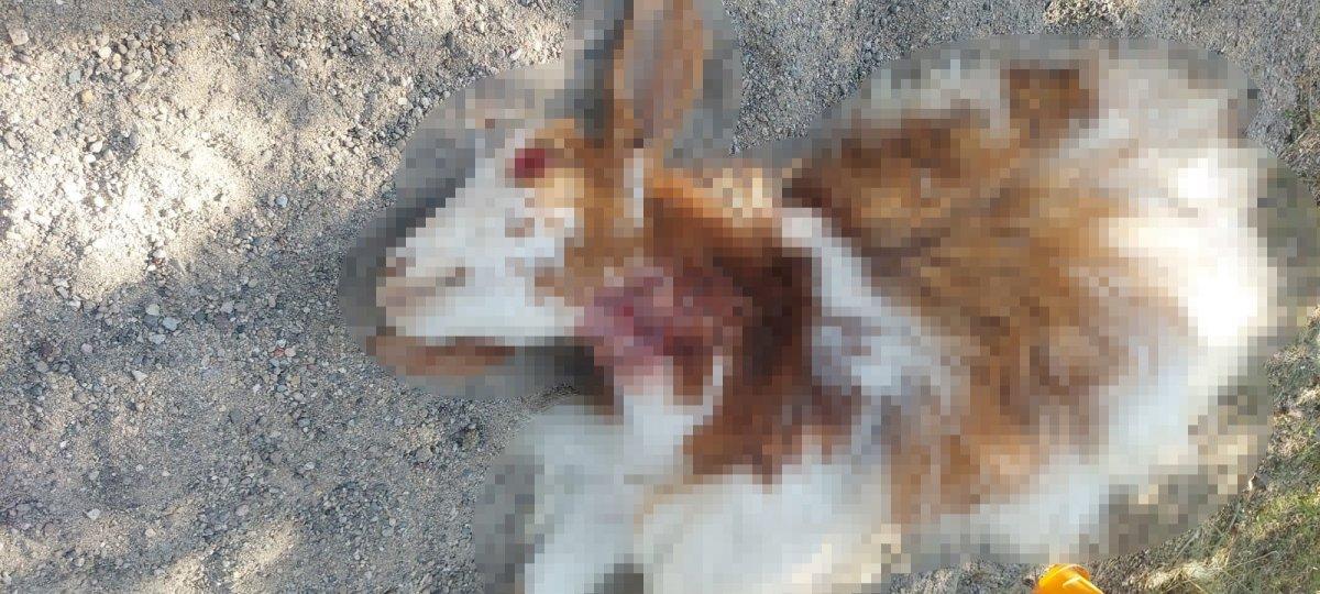 Ağrı'daki köpekler, 3 keçinin boynunu parçaladı