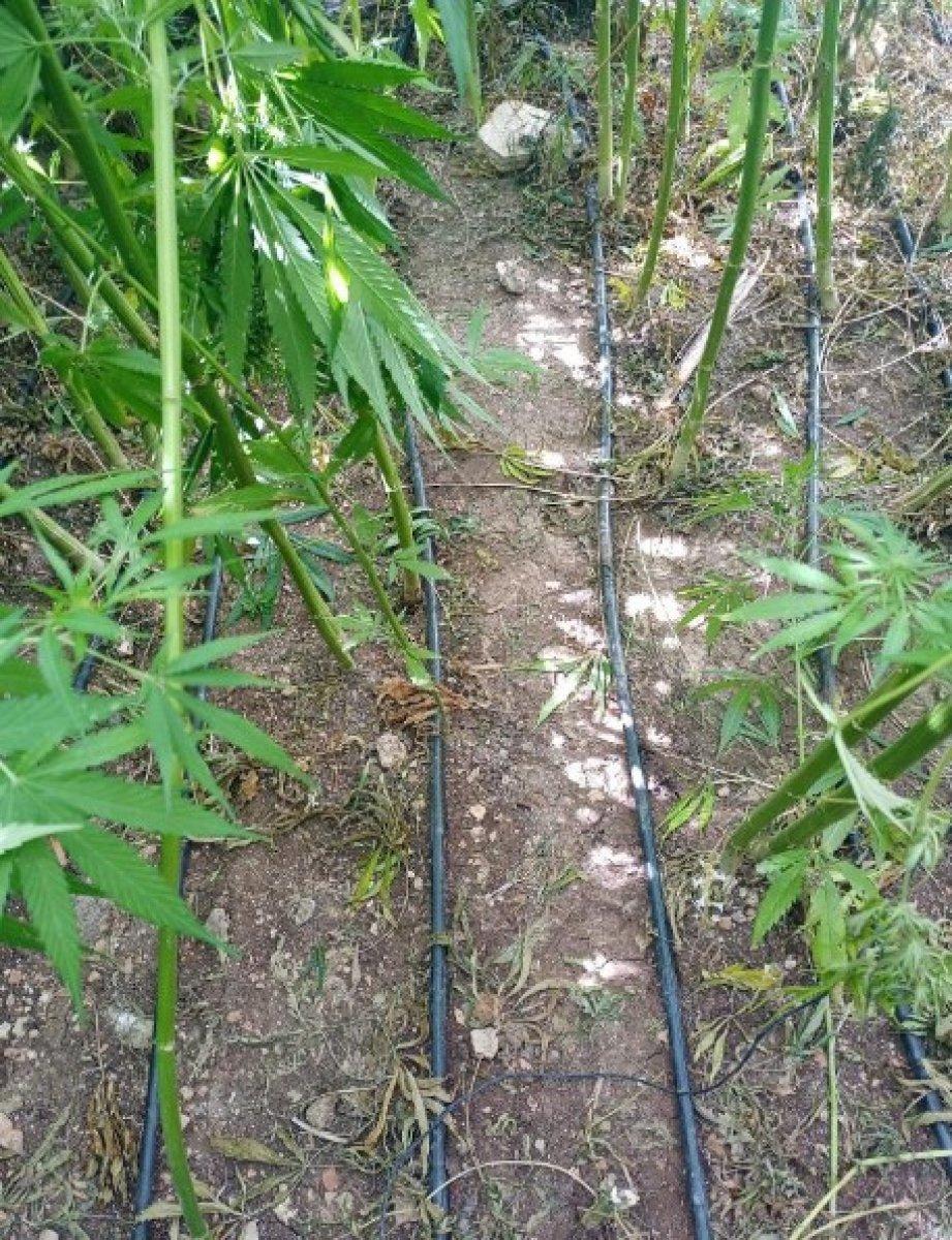 Konya’da damlama sulamayla kenevir yetiştiren şahıs tutuklandı