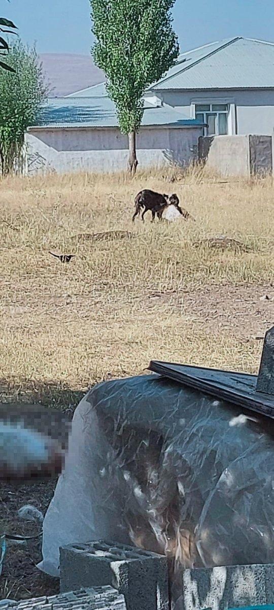 Ağrı'daki köpekler, 3 keçinin boynunu parçaladı