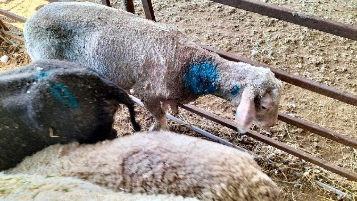 Osmaniye’de sokak köpekleri, çiftlikteki 11 koyunu telef etti