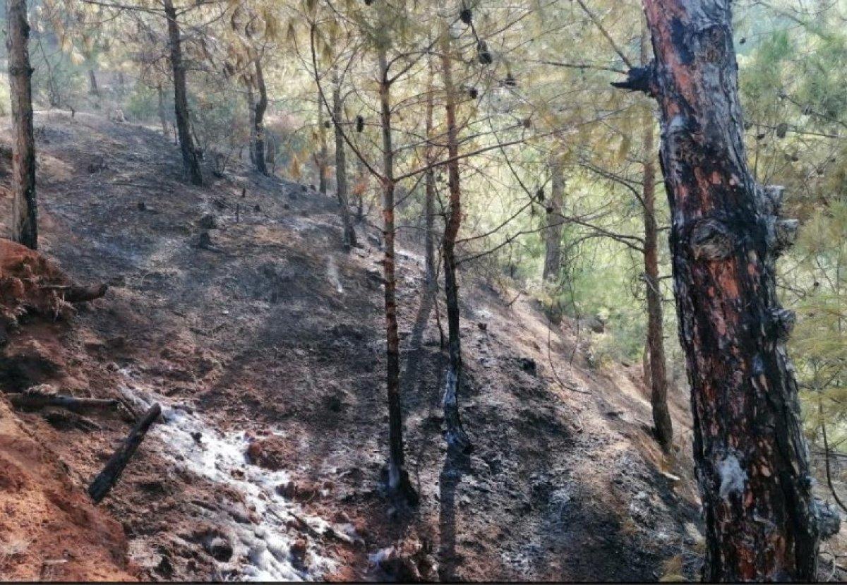 Hatay’da ormanlık alanda yangın