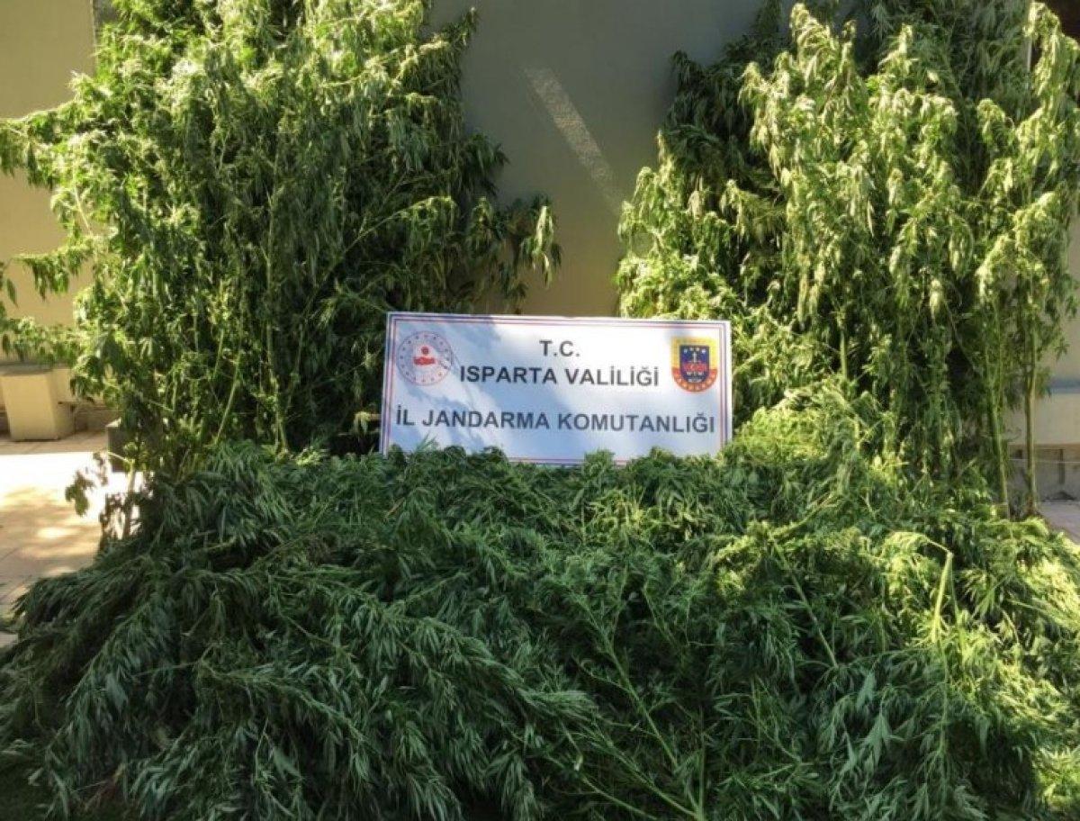 Isparta’da tarlada 242 kök kenevir ele geçirildi