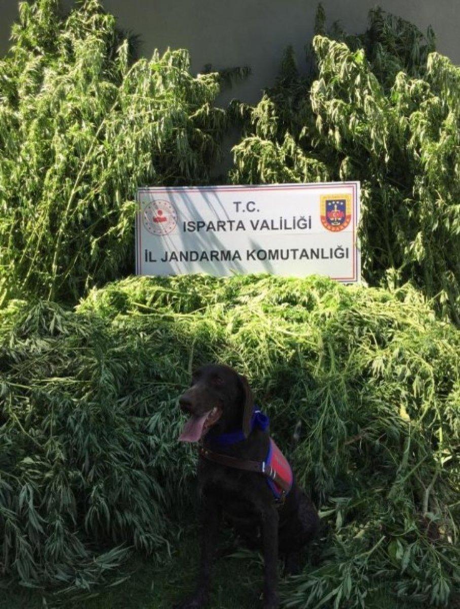 Isparta’da tarlada 242 kök kenevir ele geçirildi