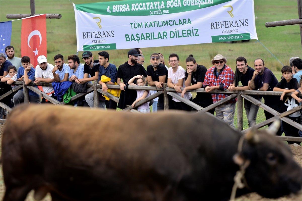 Kocayayla'da boğa güreşi festivali yapıldı