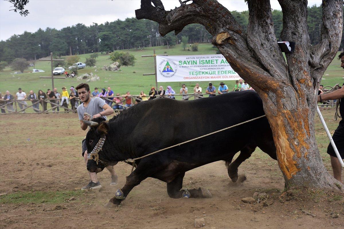 Kocayayla'da boğa güreşi festivali yapıldı