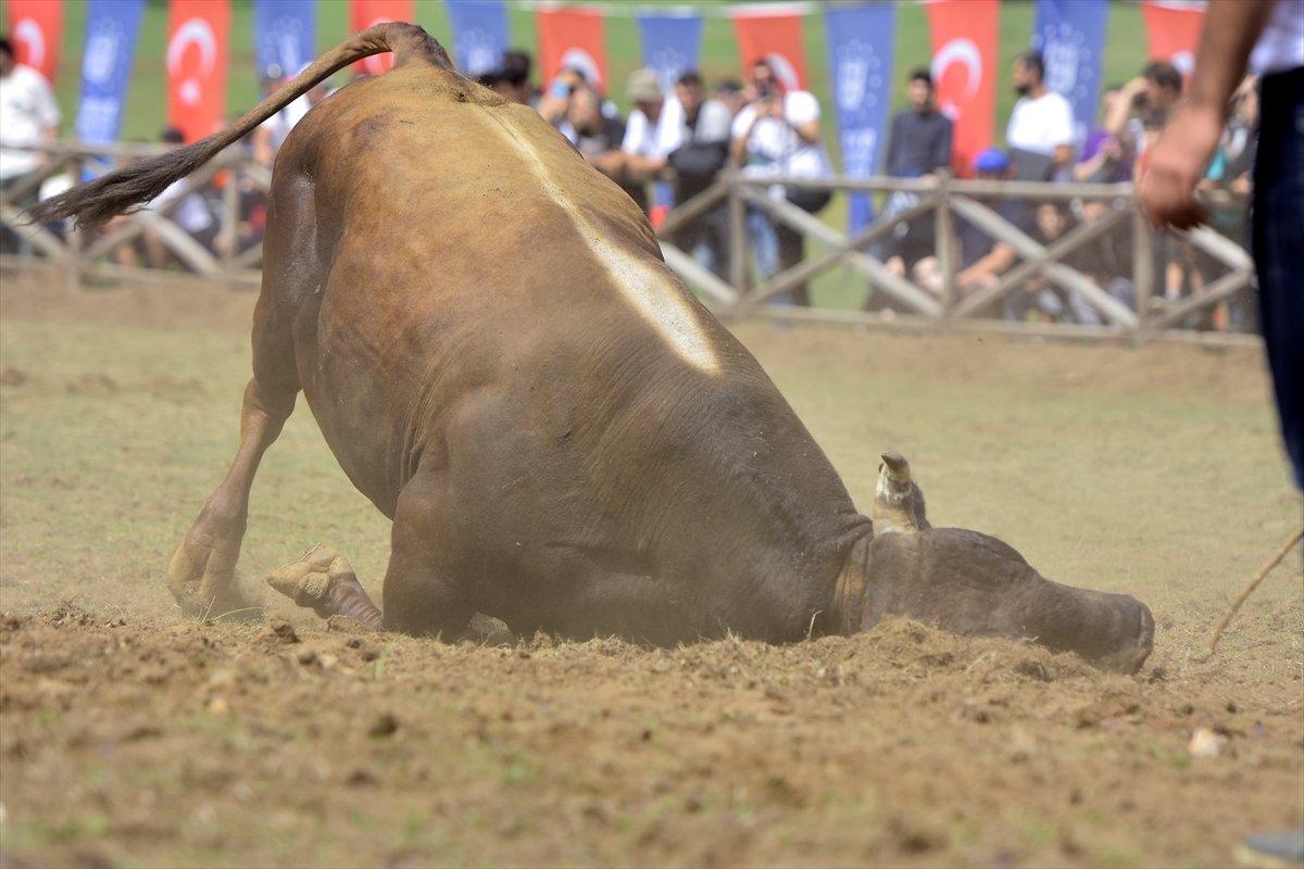 Kocayayla'da boğa güreşi festivali yapıldı