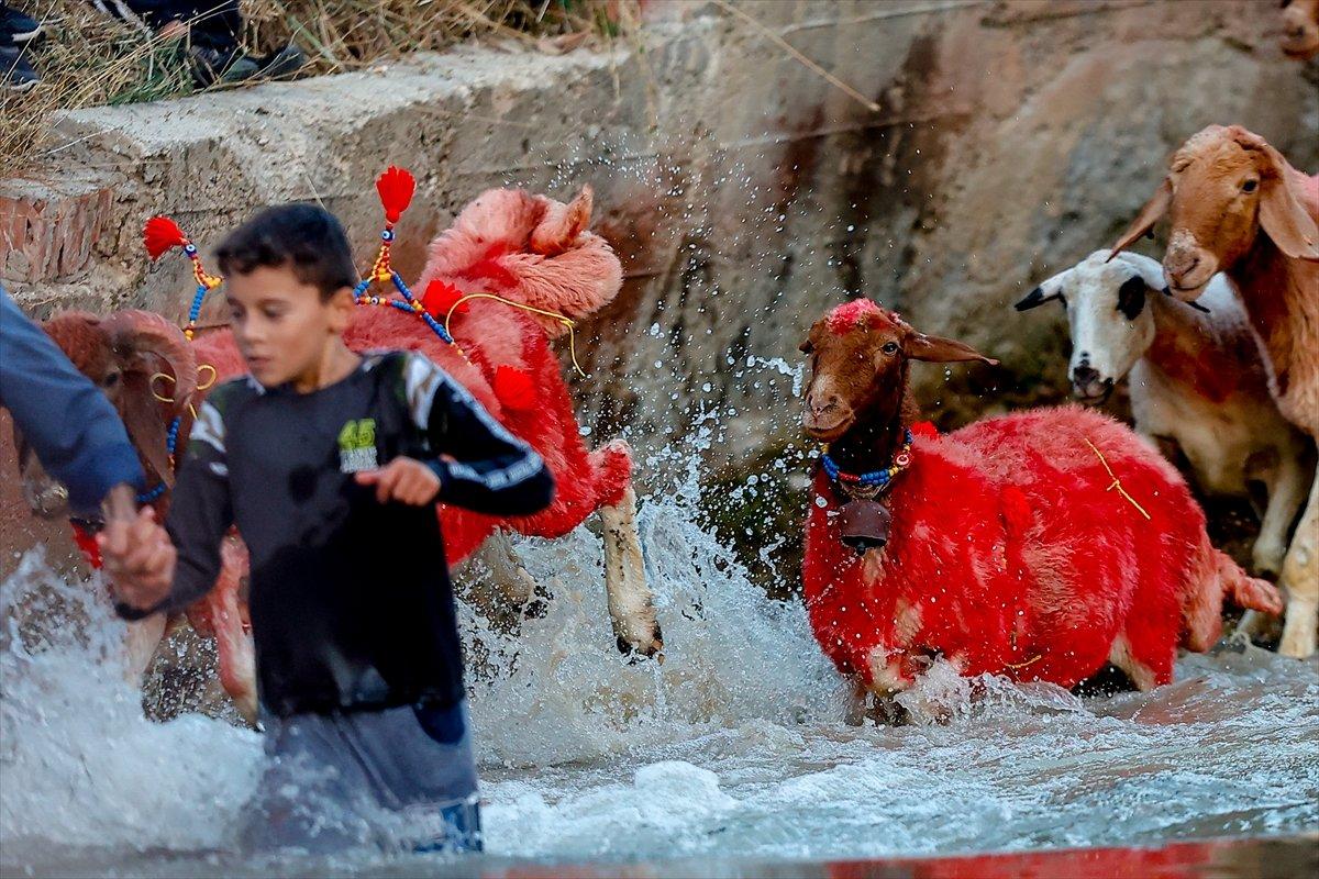 Burdur'da sudan koyun geçirme yarışması